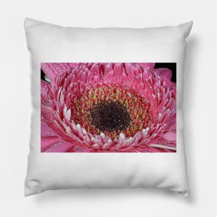 A pink Gerbera Daisy. Pillow