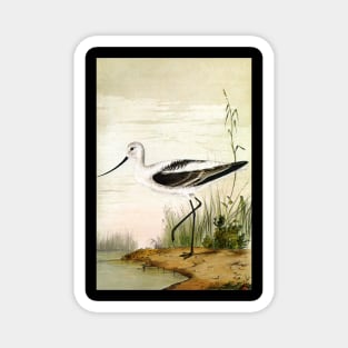 Vintage Avocet Magnet