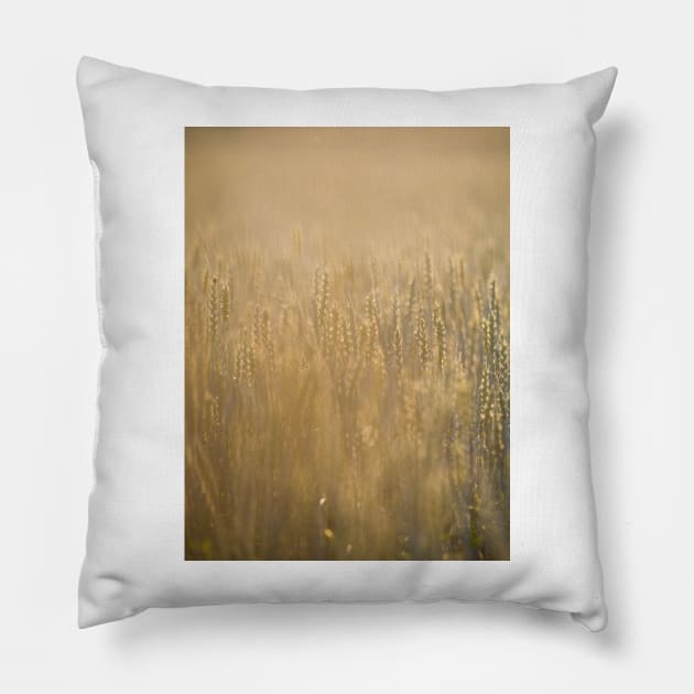 Common Wheat Pillow by ansaharju