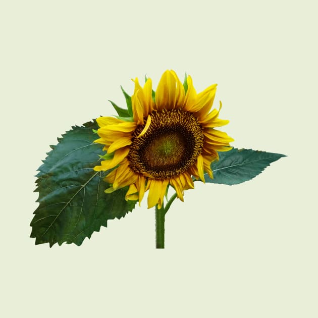 Sunflower Glancing Down by SusanSavad