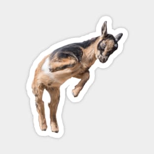 Bouncing Baby Goat 5 Magnet