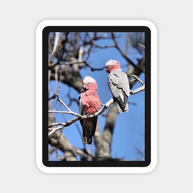 Australian Galahs Magnet by Carole-Anne