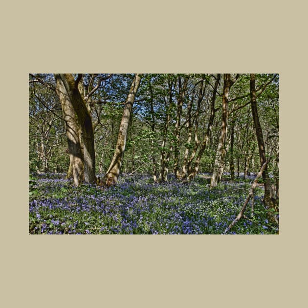 Bluebells in the woods by avrilharris