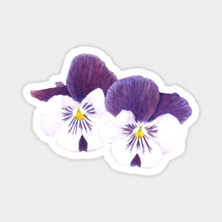 Purple and white pansies flowers Magnet