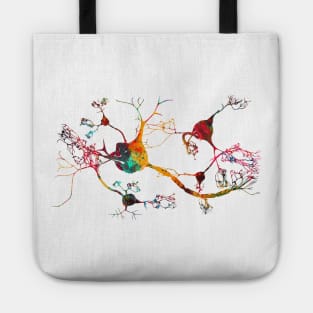 Neurons and nervous system Tote