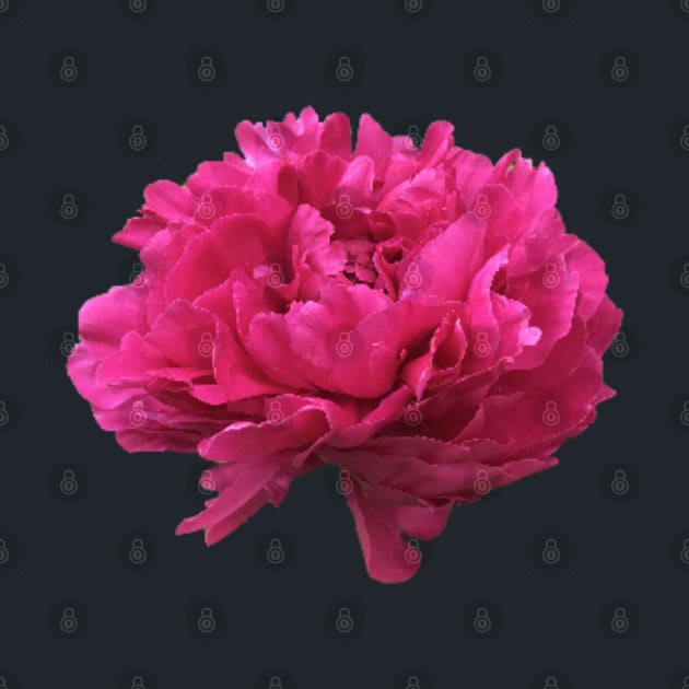 Hot Pink Peony in Full Bloom by InalterataArt