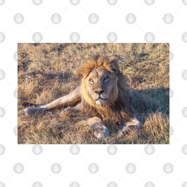 Lion laying down in the morning sun by SafariByMarisa