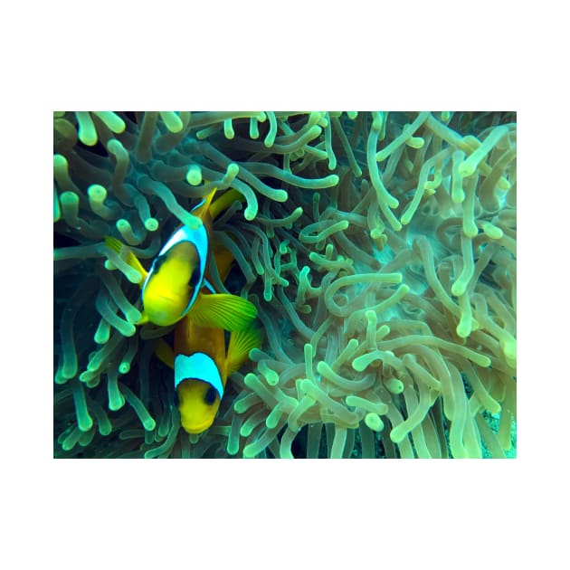 anemone fish in coral reef by likbatonboot