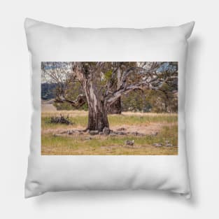 Dozing sheep and River Red Gum, Myrtle Creek, Victoria Pillow