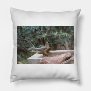 Cedar Waxwings at the Watering Hole Pillow