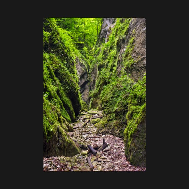 A beautiful view of a narrow wild canyon by naturalis