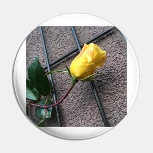 Yellow Rose On The Wall Pin