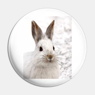 Snowshoe Hare closeup Pin