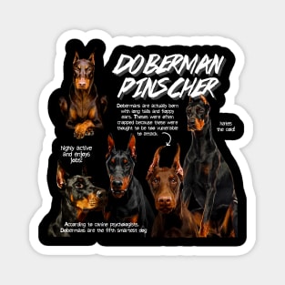 Doberman Pinscher Fun Facts Magnet