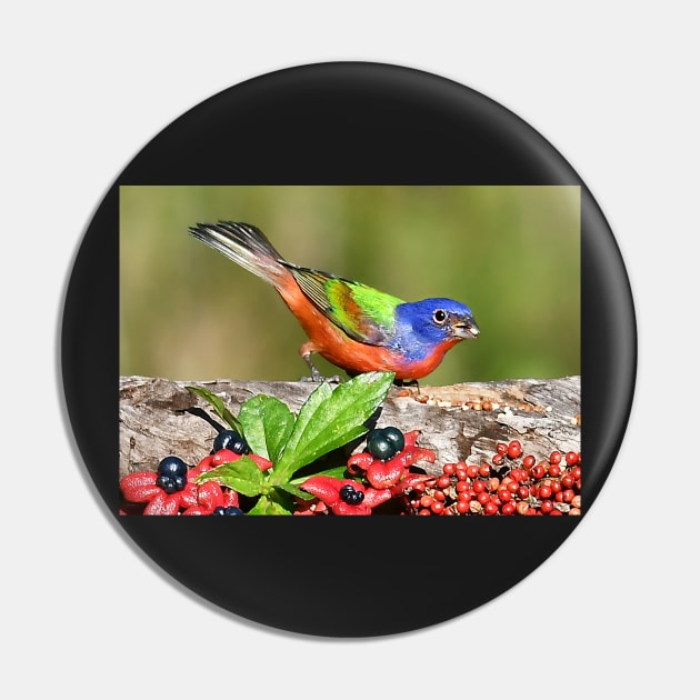 Painted Bunting Male Bird Pin by candiscamera