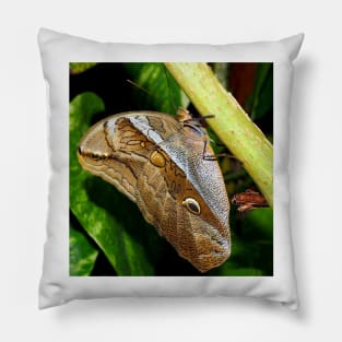 Mournful Brown Owl Butterfly showing his beautiful patterns on its wings Pillow