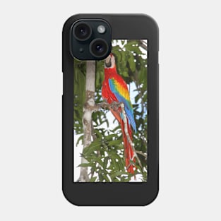 Scarlet Macaw Posing Phone Case