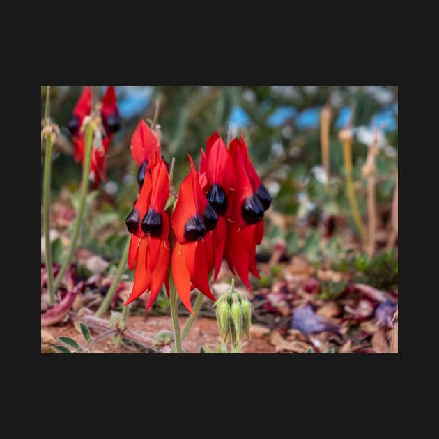 Sturt's Desert Pea, Outback South Australia by AndrewGoodall