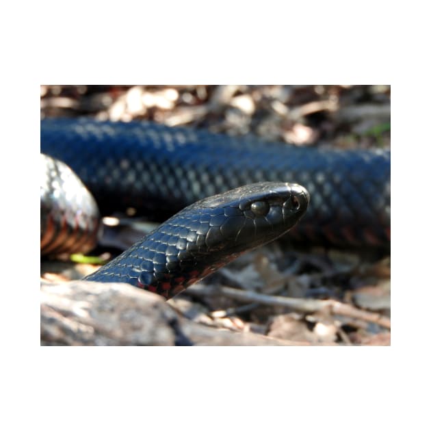 Red-bellied Black Snake by kirstybush