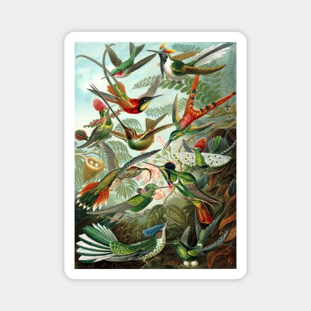 Hummingbirds Trochilidae by Ernst Haeckel Magnet by MasterpieceCafe