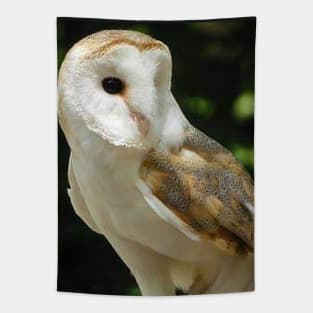 European Barn Owl Tapestry