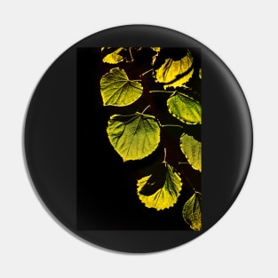 backlit leaves Pin