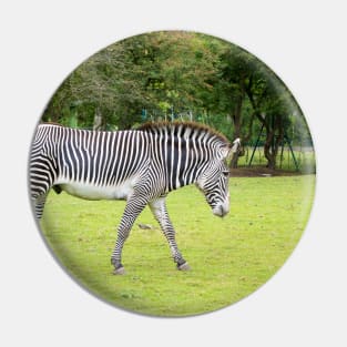Grevy's Zebra Pin
