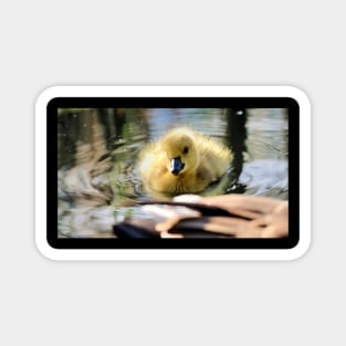 Smiling baby duck Magnet