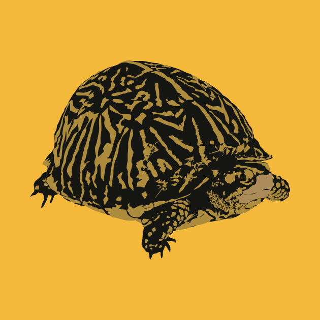 Florida Box Turtle by stargatedalek