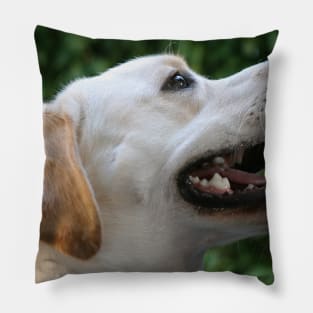 Yellow Lab Pillow