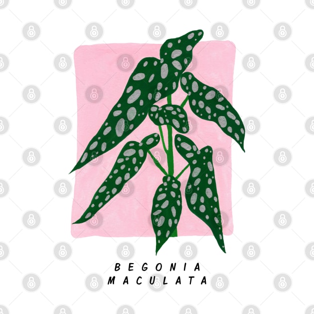 Begonia maculata by Aidi Riera