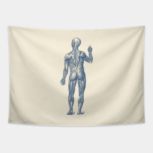 Human Muscle System - Rear View - Vintage Anatomy Tapestry