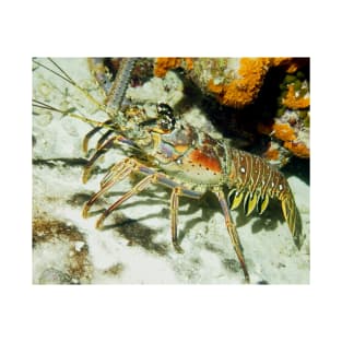 Caribbean Reef Lobster showing its beautiful colors T-Shirt