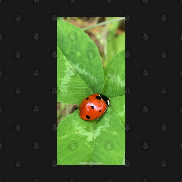 Ladybug by baksuart