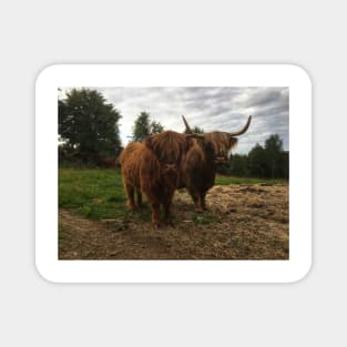 Scottish Highland Cattle Cow and Calf 2047 Magnet