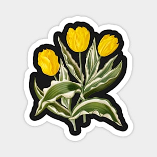 Variegated yellow Tulips - botanical illustration Magnet