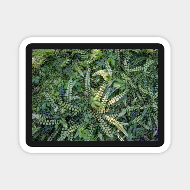 Kiwakiwa fern. Magnet by sma1050