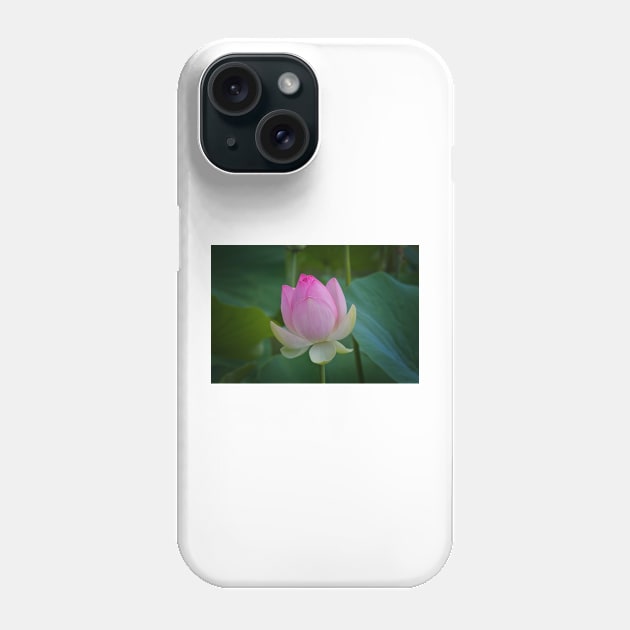 The Water Lily Phone Case by browna