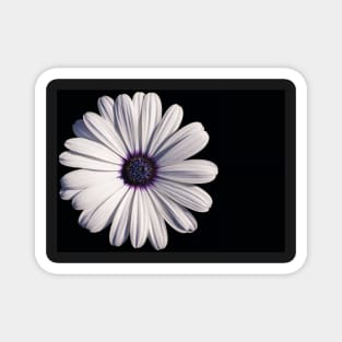 White African daisy or Cape Daisy (Osteospermum) on black background Magnet