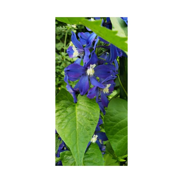 Deep blue delphinium blossoms by Kim-Pratt