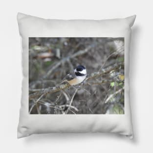 Black-capped Chickadee, wild birds, wildlife gifts Pillow