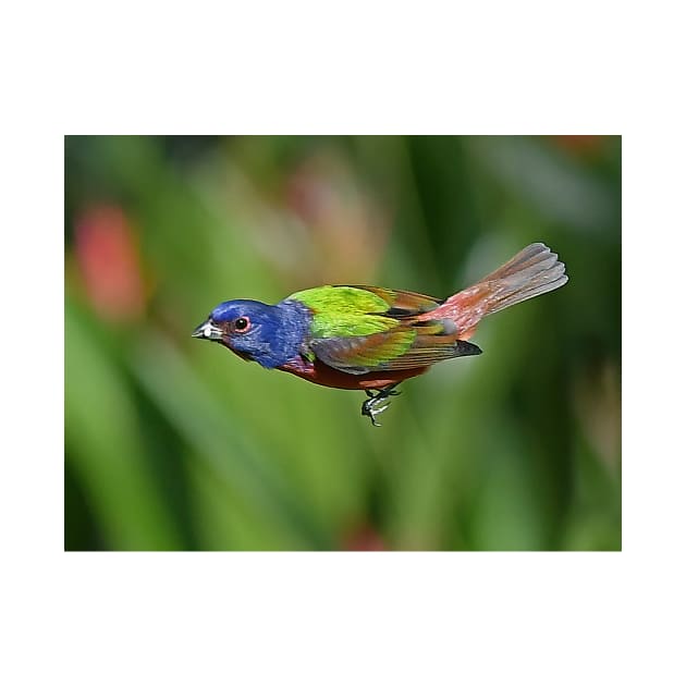 Painted Bunting Bird in Flight by candiscamera