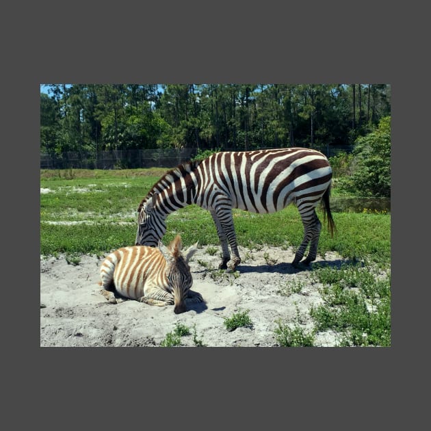 Zebra Mom and Baby by KarenZukArt