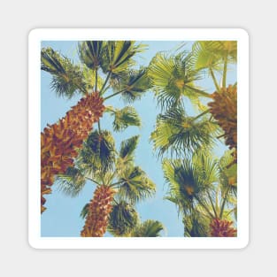 Pretty picture of a Palm Tree. Pretty Palm Trees Photography design with blue sky Magnet