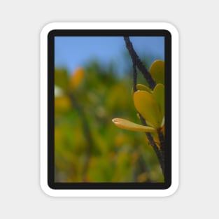 Beach Mangrove 3 Magnet