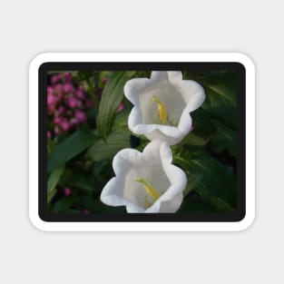 White Lily Of The Valley Photo Print And Others Magnet