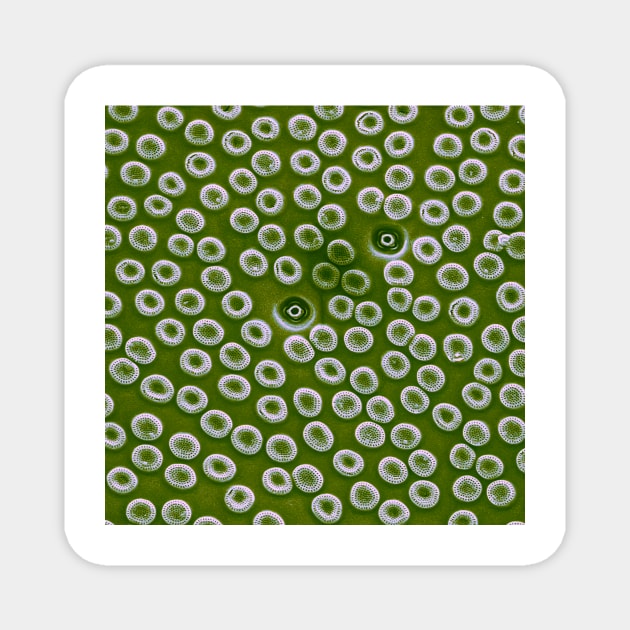 Diatom - Cyclostephanos from Lake Malawi (pea green) Magnet by DiatomsATTACK