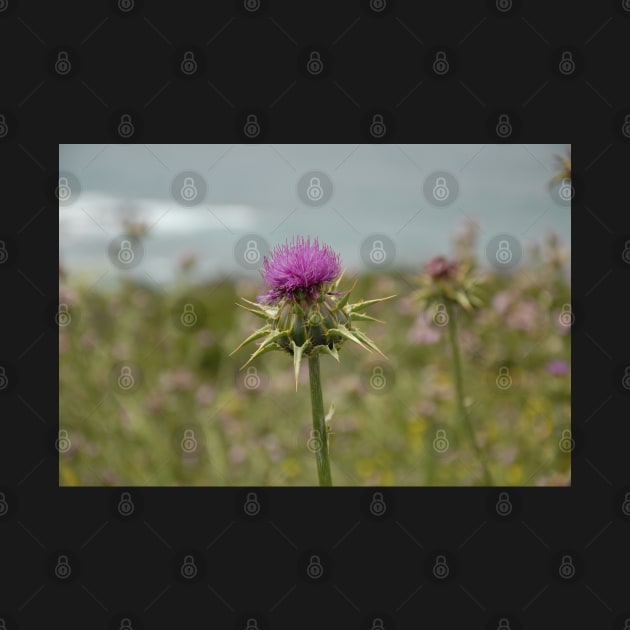 A lone purple thistle by nancy.hajjar@yahoo.com