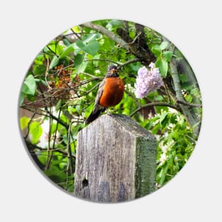 American Robin Standing On Top of a Post Pin