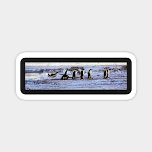 Emperor Penguins Coming Home Magnet